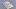 KOALA_Bild_Cover