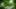 Bild Baum im Wald