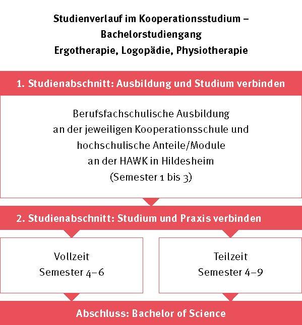Studienabschnitte